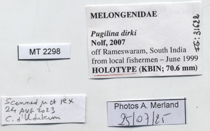 BE-RBINS-INV-MT-2298-Pugilina-dirki-ht-label.jpg BE-RBINS-INV-MT-2298-Pugilina-dirki-ht-label.jpg