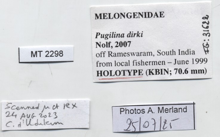BE-RBINS-INV-MT-2298-Pugilina-dirki-ht-label.jpg