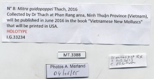 BE-RBINS-INV-MT-3388-Mitra-guidopoppei-ht-label.jpg BE-RBINS-INV-MT-3388-Mitra-guidopoppei-ht-label.jpg