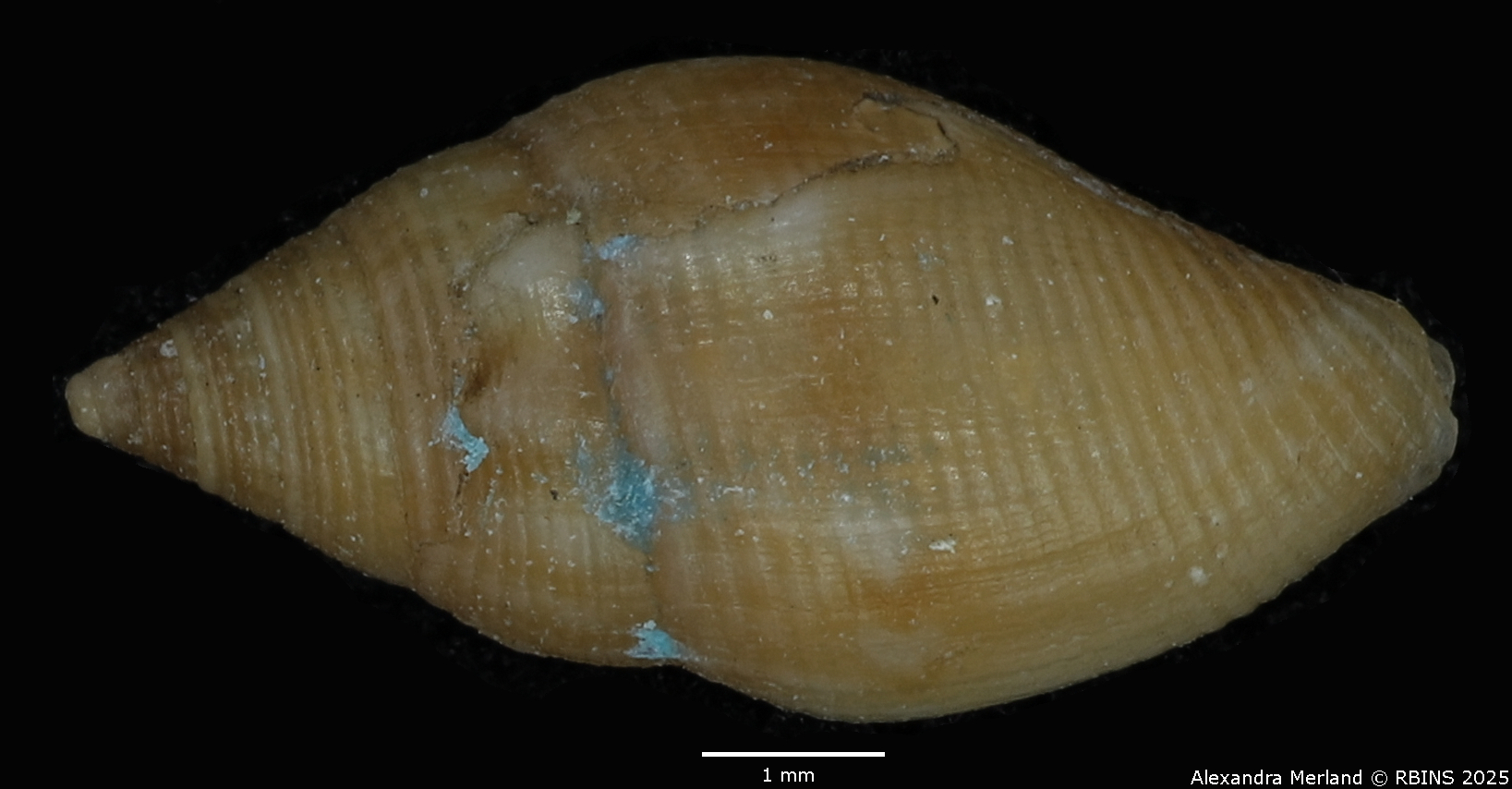 BE-RBINS-INV-MT-103-Mitra-olivoidea-ltp-D.jpg