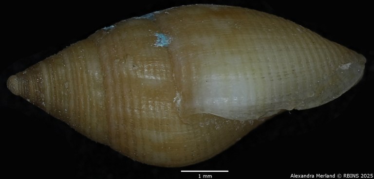 BE-RBINS-INV-MT-103-Mitra-olivoidea-ltp-L.jpg