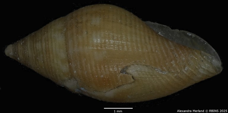 BE-RBINS-INV-MT-103-Mitra-olivoidea-ltp-L2.jpg