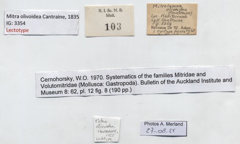 BE-RBINS-INV-MT-103-Mitra-olivoidea-ltp-label.jpg