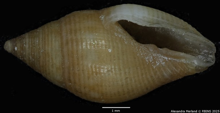 BE-RBINS-INV-MT-103-Mitra-olivoidea-ltp-V.jpg