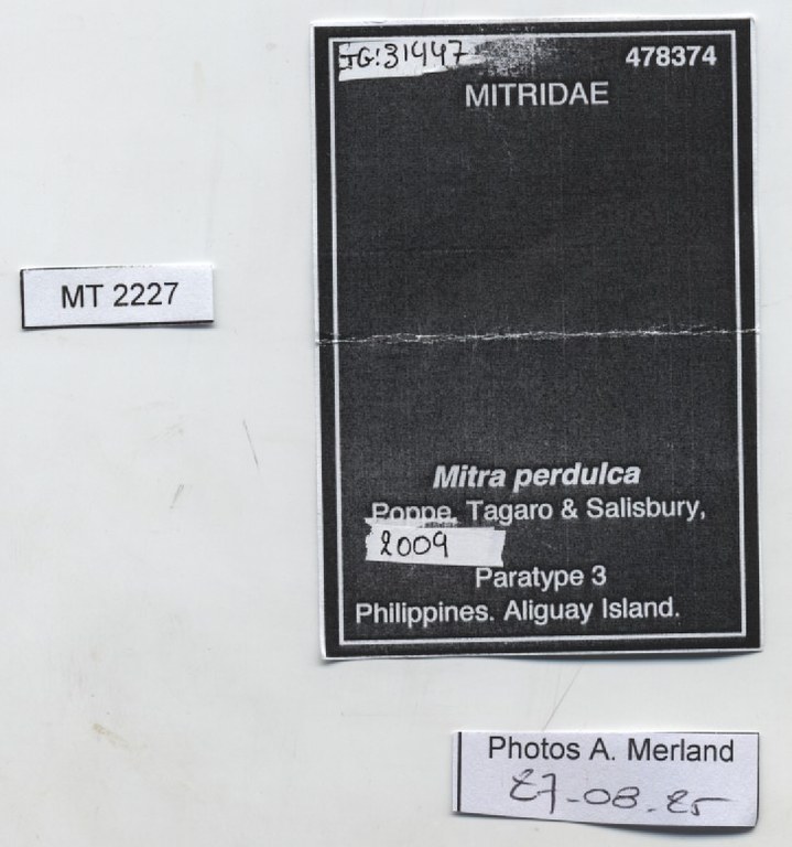 BE-RBINS-INV-MT-2227-Mitra-perdulca-pt-label.jpg BE-RBINS-INV-MT-2227-Mitra-perdulca-pt-label.jpg
