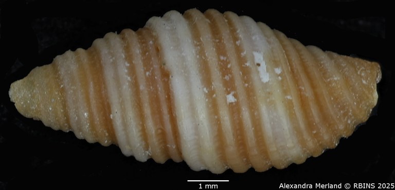BE-RBINS-INV-MT-2078-Mitra-sarinoae-pt-D.jpg BE-RBINS-INV-MT-2078-Mitra-sarinoae-pt-D.jpg