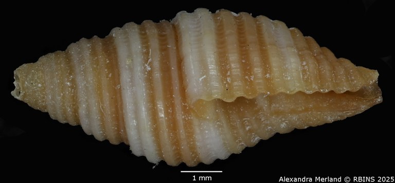 BE-RBINS-INV-MT-2078-Mitra-sarinoae-pt-L.jpg BE-RBINS-INV-MT-2078-Mitra-sarinoae-pt-L.jpg