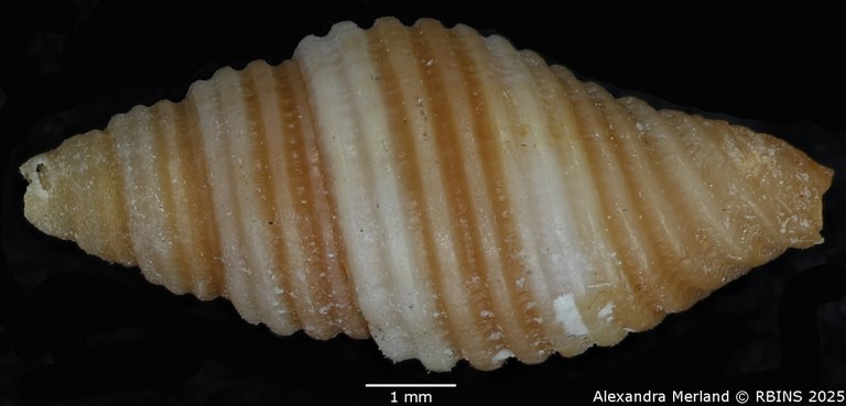 BE-RBINS-INV-MT-2078-Mitra-sarinoae-pt-L2.jpg BE-RBINS-INV-MT-2078-Mitra-sarinoae-pt-L2.jpg