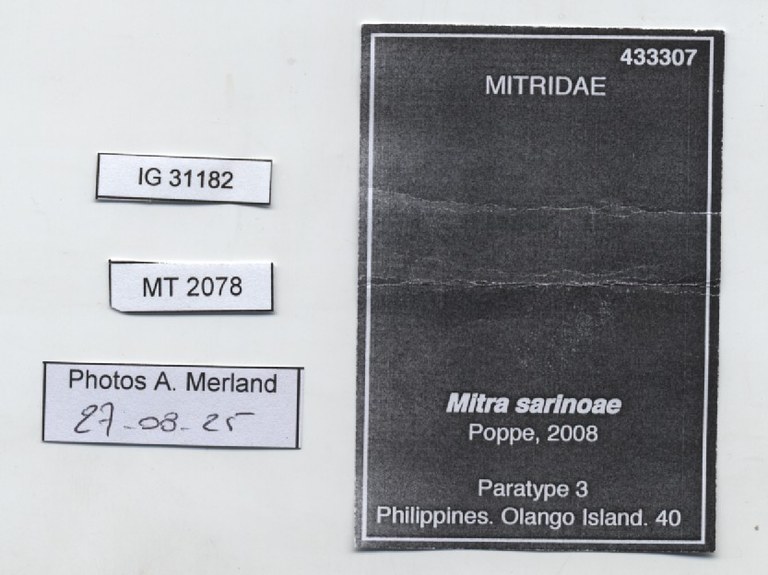BE-RBINS-INV-MT-2078-Mitra-sarinoae-pt-label.jpg BE-RBINS-INV-MT-2078-Mitra-sarinoae-pt-label.jpg