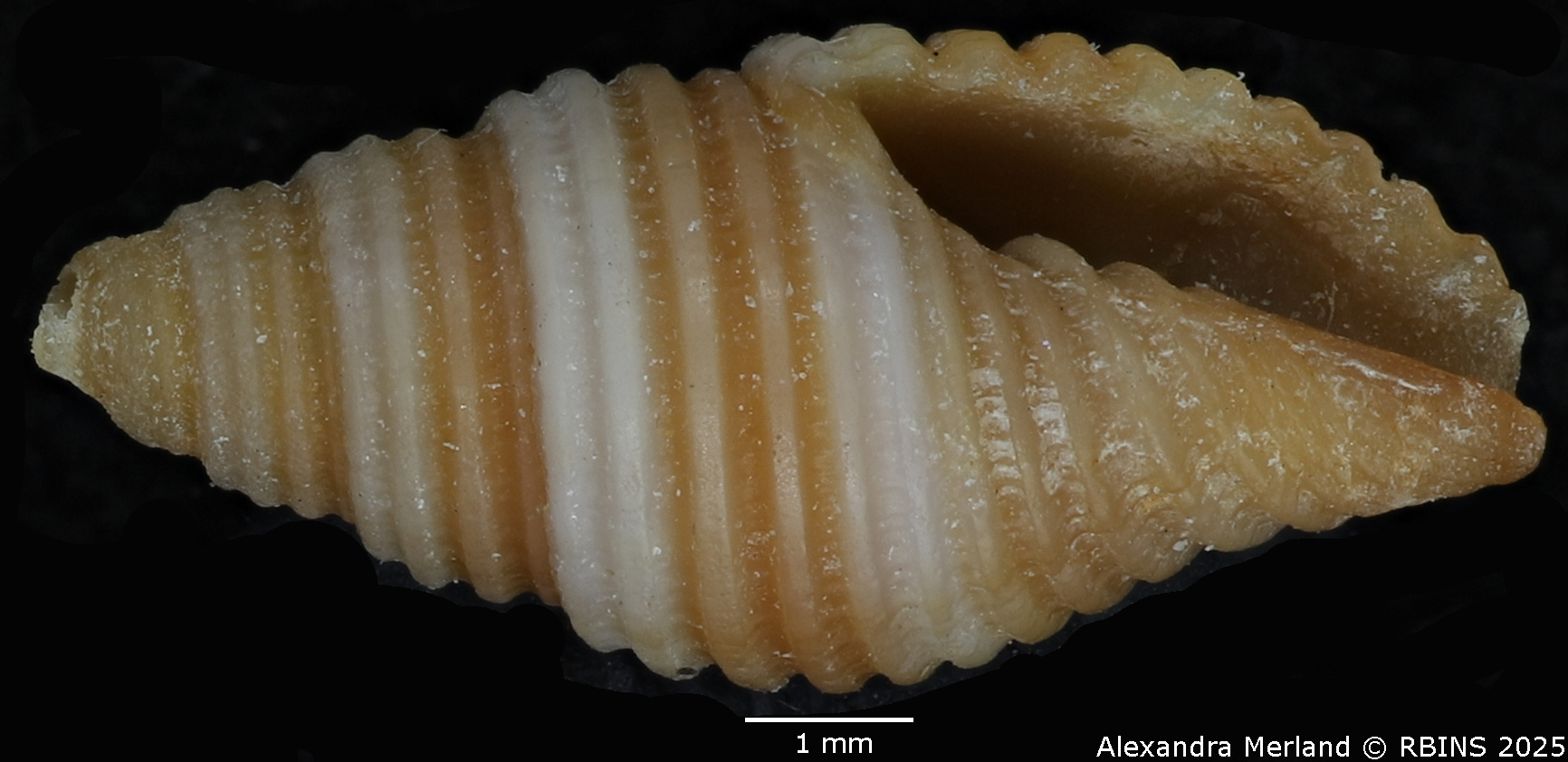 BE-RBINS-INV-MT-2078-Mitra-sarinoae-pt-V.jpg