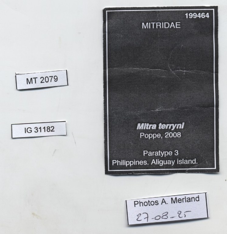 BE-RBINS-INV-MT-2079-Mitra-terryni-pt-label.jpg BE-RBINS-INV-MT-2079-Mitra-terryni-pt-label.jpg