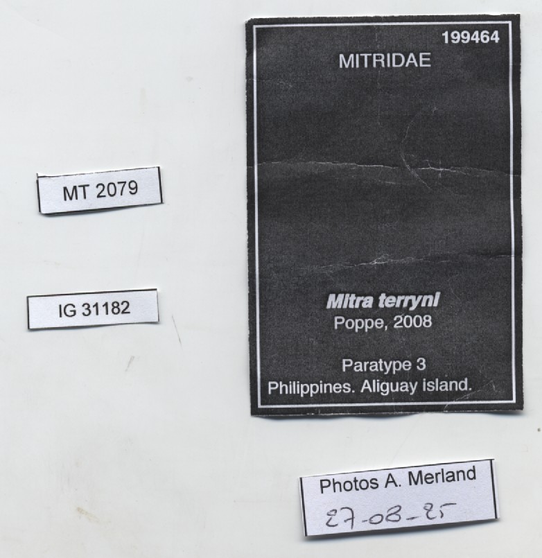 BE-RBINS-INV-MT-2079-Mitra-terryni-pt-label.jpg