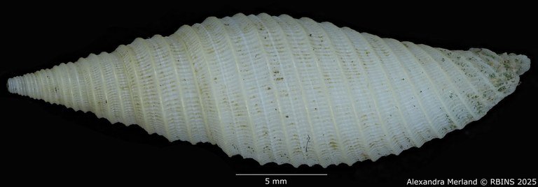 BE-RBINS-INV-MT-2228-Subcancilla-pugnaxa-pt-D.jpg BE-RBINS-INV-MT-2228-Subcancilla-pugnaxa-pt-D.jpg