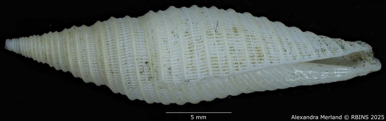 BE-RBINS-INV-MT-2228-Subcancilla-pugnaxa-pt-L.jpg BE-RBINS-INV-MT-2228-Subcancilla-pugnaxa-pt-L.jpg