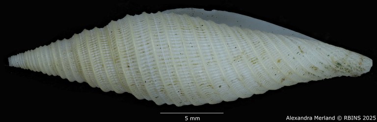 BE-RBINS-INV-MT-2228-Subcancilla-pugnaxa-pt-L2.jpg BE-RBINS-INV-MT-2228-Subcancilla-pugnaxa-pt-L2.jpg