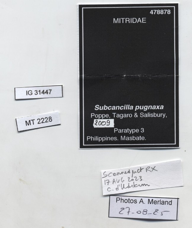 BE-RBINS-INV-MT-2228-Subcancilla-pugnaxa-pt-label.jpg BE-RBINS-INV-MT-2228-Subcancilla-pugnaxa-pt-label.jpg