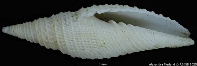 BE-RBINS-INV-MT-2228-Subcancilla-pugnaxa-pt-V.jpg BE-RBINS-INV-MT-2228-Subcancilla-pugnaxa-pt-V.jpg