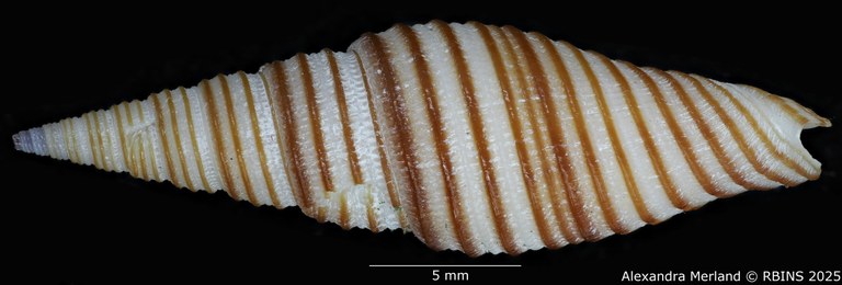 BE-RBINS-INV-MT-2230-Subcancilla-rufogyratus-pt-D.jpg BE-RBINS-INV-MT-2230-Subcancilla-rufogyratus-pt-D.jpg
