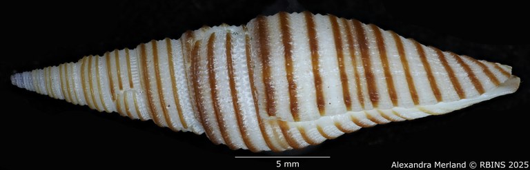 BE-RBINS-INV-MT-2230-Subcancilla-rufogyratus-pt-L.jpg BE-RBINS-INV-MT-2230-Subcancilla-rufogyratus-pt-L.jpg