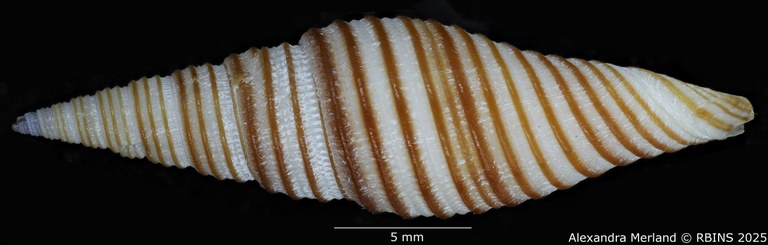 BE-RBINS-INV-MT-2230-Subcancilla-rufogyratus-pt-L2.jpg BE-RBINS-INV-MT-2230-Subcancilla-rufogyratus-pt-L2.jpg