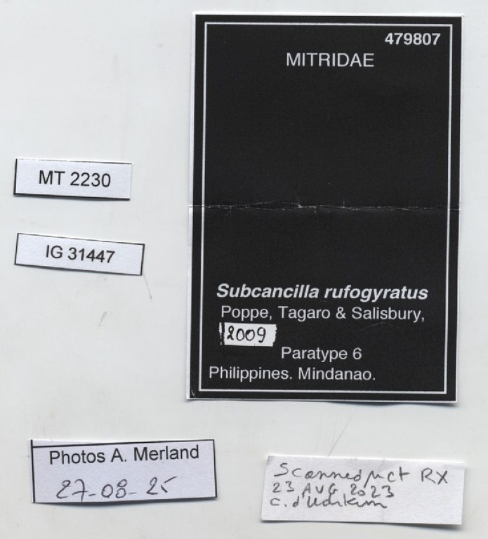 BE-RBINS-INV-MT-2230-Subcancilla-rufogyratus-pt-label.jpg BE-RBINS-INV-MT-2230-Subcancilla-rufogyratus-pt-label.jpg