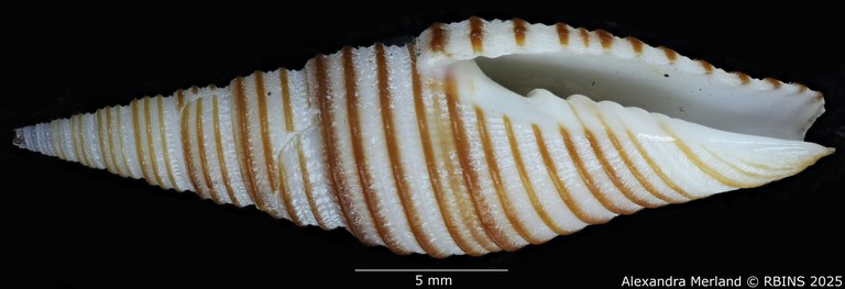 BE-RBINS-INV-MT-2230-Subcancilla-rufogyratus-pt-V.jpg BE-RBINS-INV-MT-2230-Subcancilla-rufogyratus-pt-V.jpg