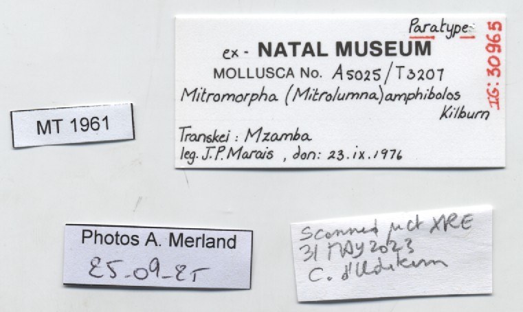 BE-RBINS-INV-MT-1961-Mitromorpha-amphibolos-pt-label.jpg