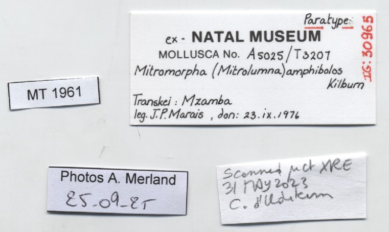 BE-RBINS-INV-MT-1961-Mitromorpha-amphibolos-pt-label.jpg