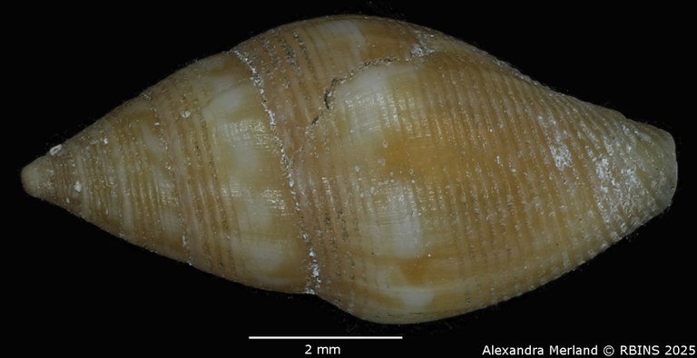 BE-RBINS-INV-MT-104-Mitrolumna-olivoidea-plt-D.jpg BE-RBINS-INV-MT-104-Mitrolumna-olivoidea-plt-D.jpg