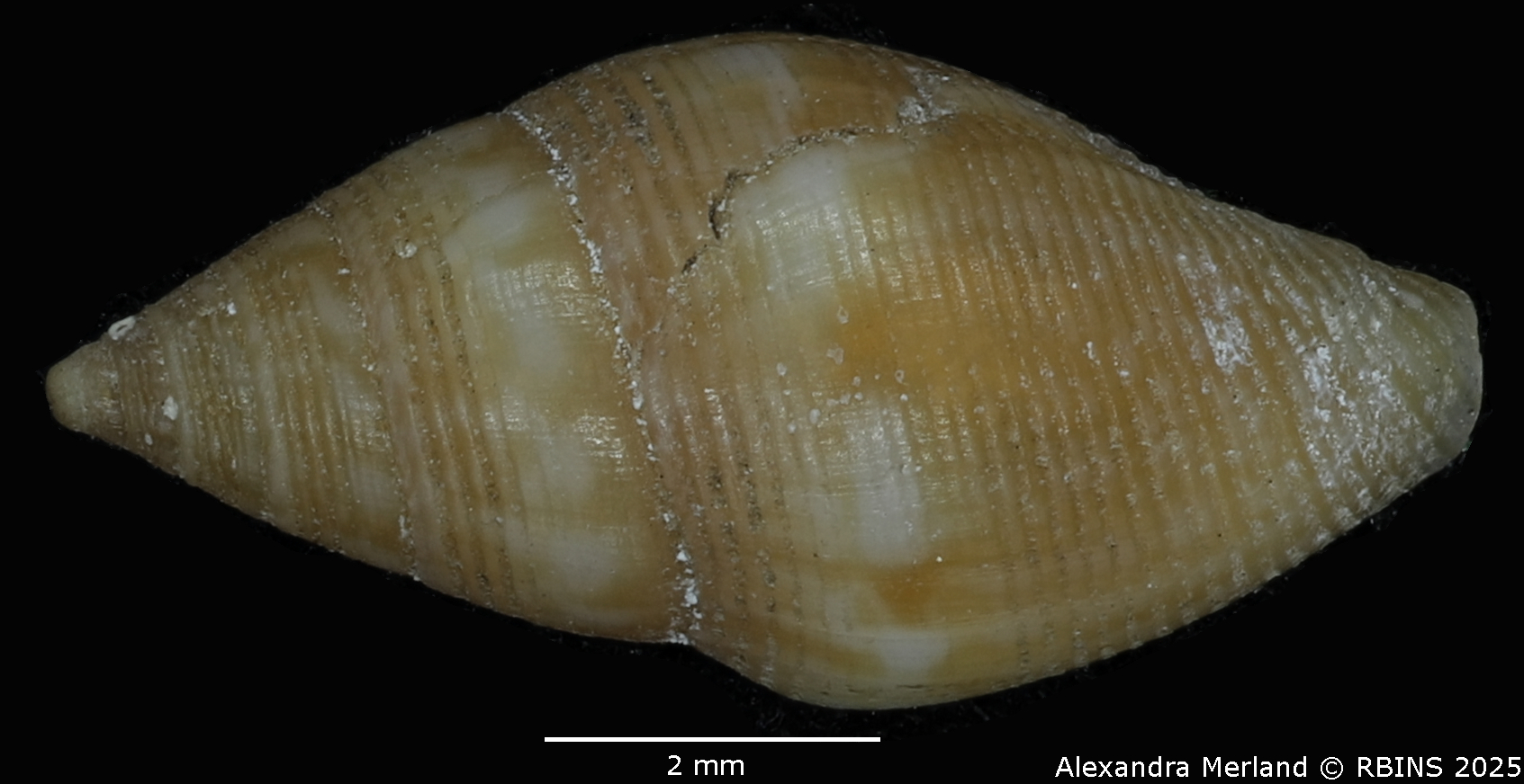 BE-RBINS-INV-MT-104-Mitrolumna-olivoidea-plt-D.jpg