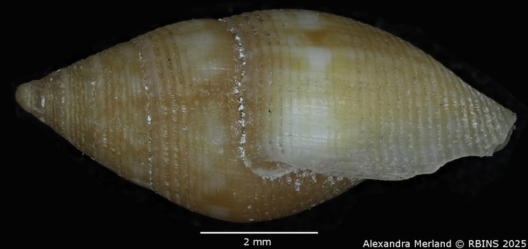 BE-RBINS-INV-MT-104-Mitrolumna-olivoidea-plt-L.jpg BE-RBINS-INV-MT-104-Mitrolumna-olivoidea-plt-L.jpg