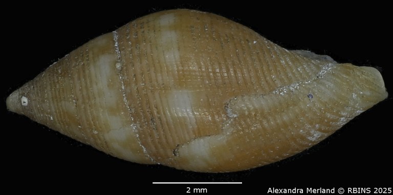 BE-RBINS-INV-MT-104-Mitrolumna-olivoidea-plt-L2.jpg BE-RBINS-INV-MT-104-Mitrolumna-olivoidea-plt-L2.jpg