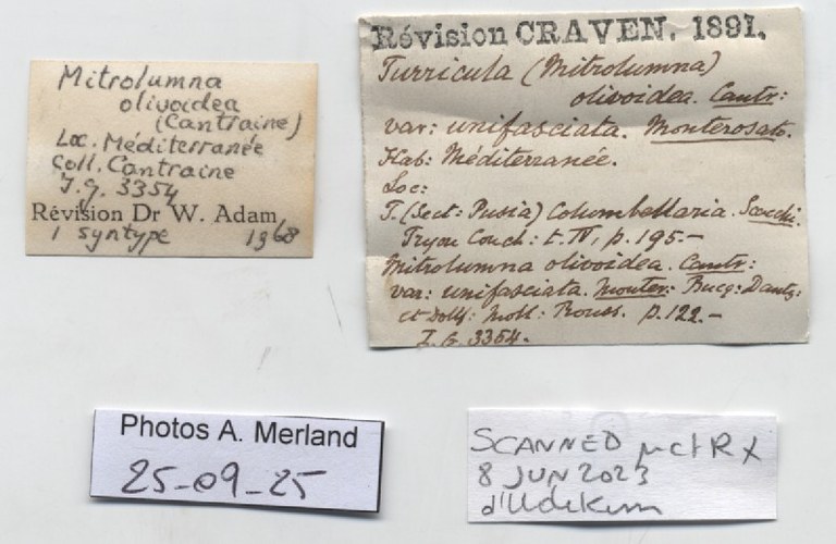 BE-RBINS-INV-MT-104-Mitrolumna-olivoidea-plt-label.jpg BE-RBINS-INV-MT-104-Mitrolumna-olivoidea-plt-label.jpg