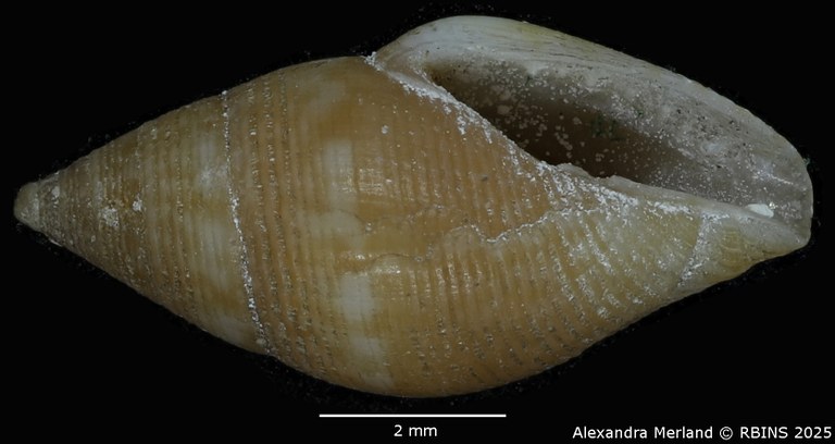 BE-RBINS-INV-MT-104-Mitrolumna-olivoidea-plt-V.jpg BE-RBINS-INV-MT-104-Mitrolumna-olivoidea-plt-V.jpg