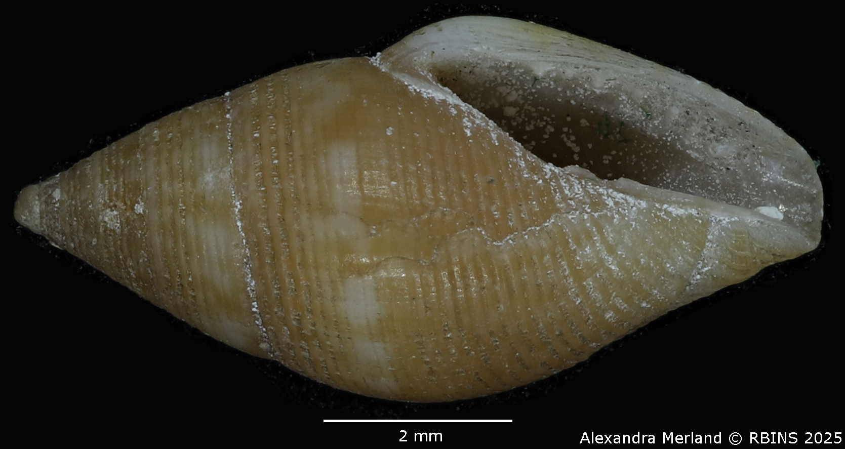 BE-RBINS-INV-MT-104-Mitrolumna-olivoidea-plt-V.jpg