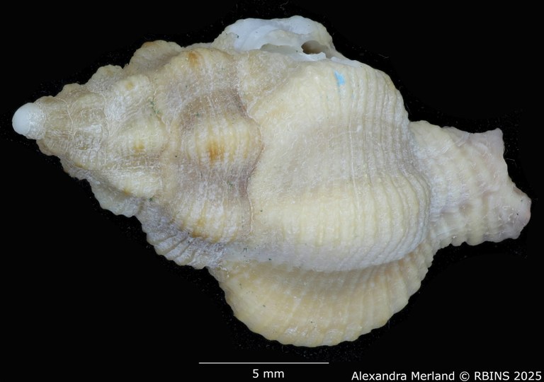 BE-RBINS-INV-MT-454-Attiliosa-bozzettii-ht-D.jpg BE-RBINS-INV-MT-454-Attiliosa-bozzettii-ht-D.jpg