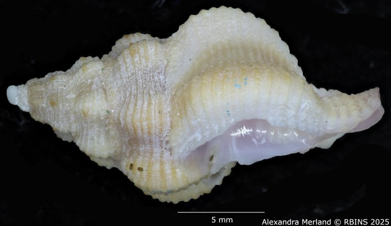 BE-RBINS-INV-MT-454-Attiliosa-bozzettii-ht-L.jpg BE-RBINS-INV-MT-454-Attiliosa-bozzettii-ht-L.jpg