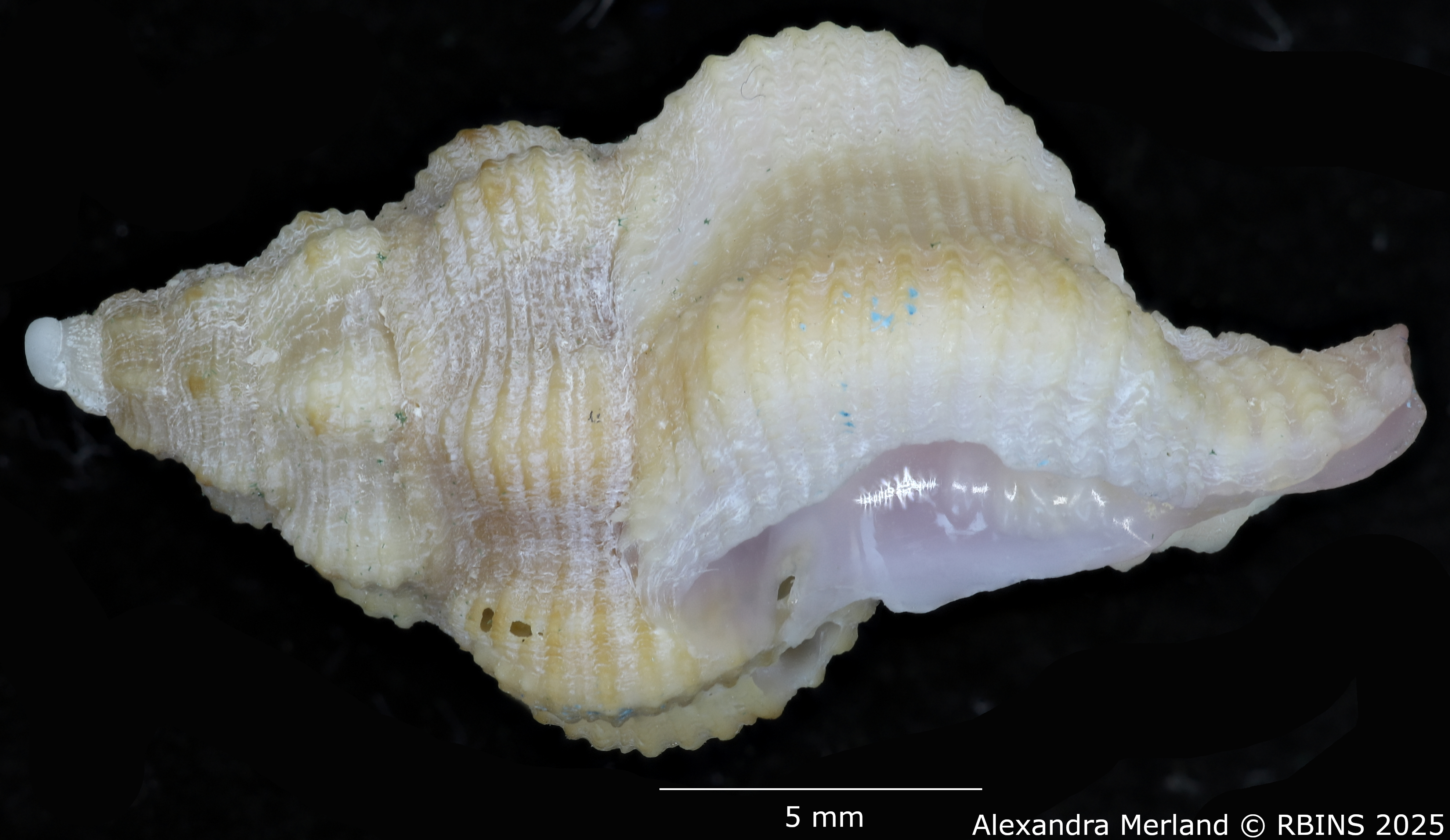 BE-RBINS-INV-MT-454-Attiliosa-bozzettii-ht-L.jpg