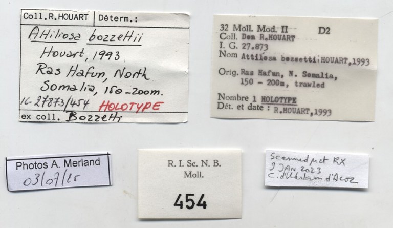 BE-RBINS-INV-MT-454-Attiliosa-bozzettii-ht-label.jpg BE-RBINS-INV-MT-454-Attiliosa-bozzettii-ht-label.jpg
