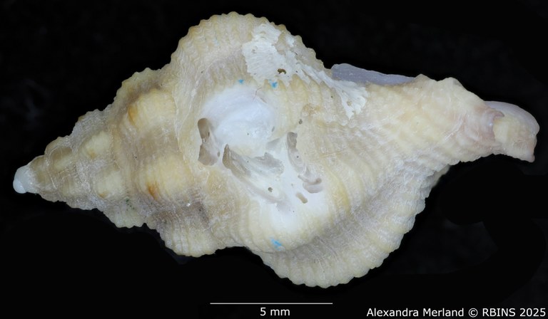 BE-RBINS-INV-MT-454-Attiliosa-bozzettii-ht-L2.jpg BE-RBINS-INV-MT-454-Attiliosa-bozzettii-ht-L2.jpg