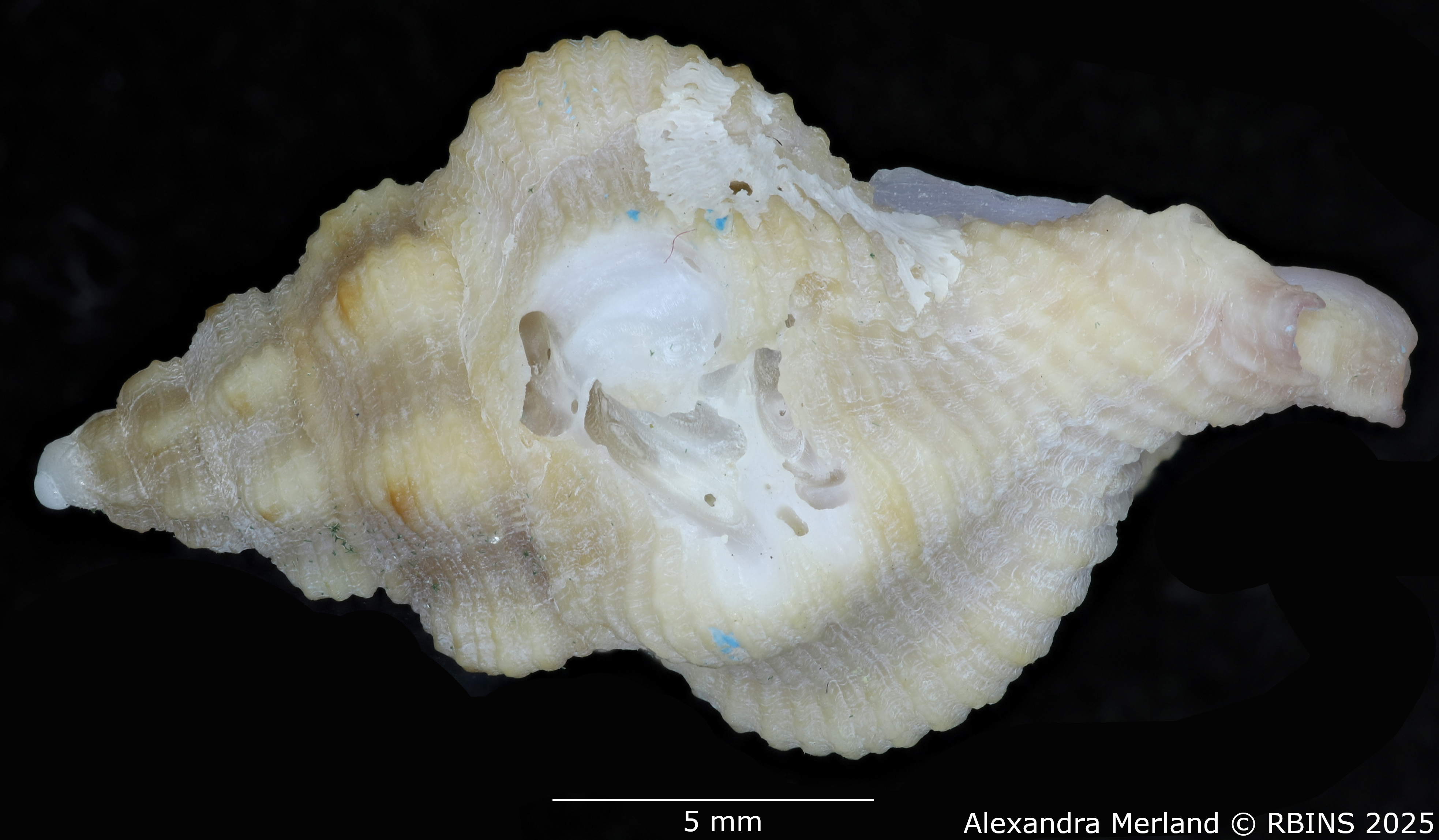 BE-RBINS-INV-MT-454-Attiliosa-bozzettii-ht-L2.jpg