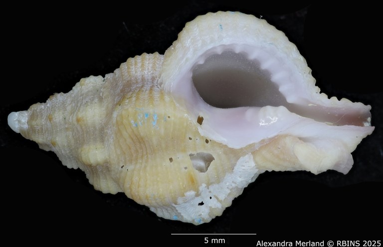 BE-RBINS-INV-MT-454-Attiliosa-bozzettii-ht-V.jpg BE-RBINS-INV-MT-454-Attiliosa-bozzettii-ht-V.jpg