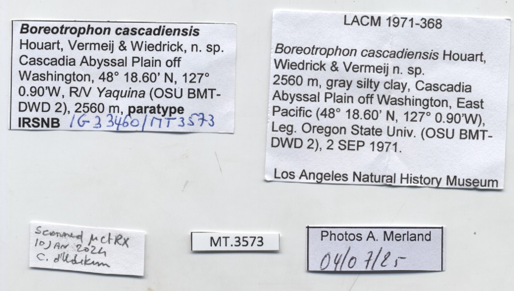 BE-RBINS-INV-MT-3573-Boreotrophon-cascadiensis-pt-label.jpg