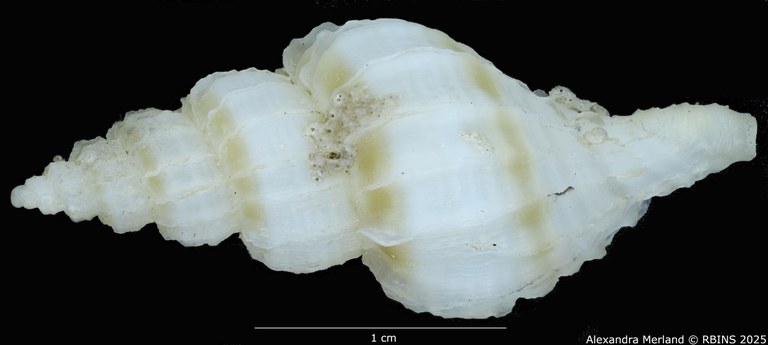 BE-RBINS-INV-MT-3985-Boreotrophon-pseudelegantulus-ht-D.jpg BE-RBINS-INV-MT-3985-Boreotrophon-pseudelegantulus-ht-D.jpg