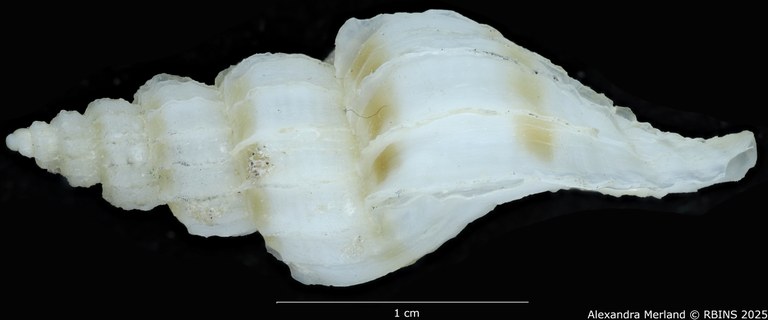 BE-RBINS-INV-MT-3985-Boreotrophon-pseudelegantulus-ht-L.jpg BE-RBINS-INV-MT-3985-Boreotrophon-pseudelegantulus-ht-L.jpg