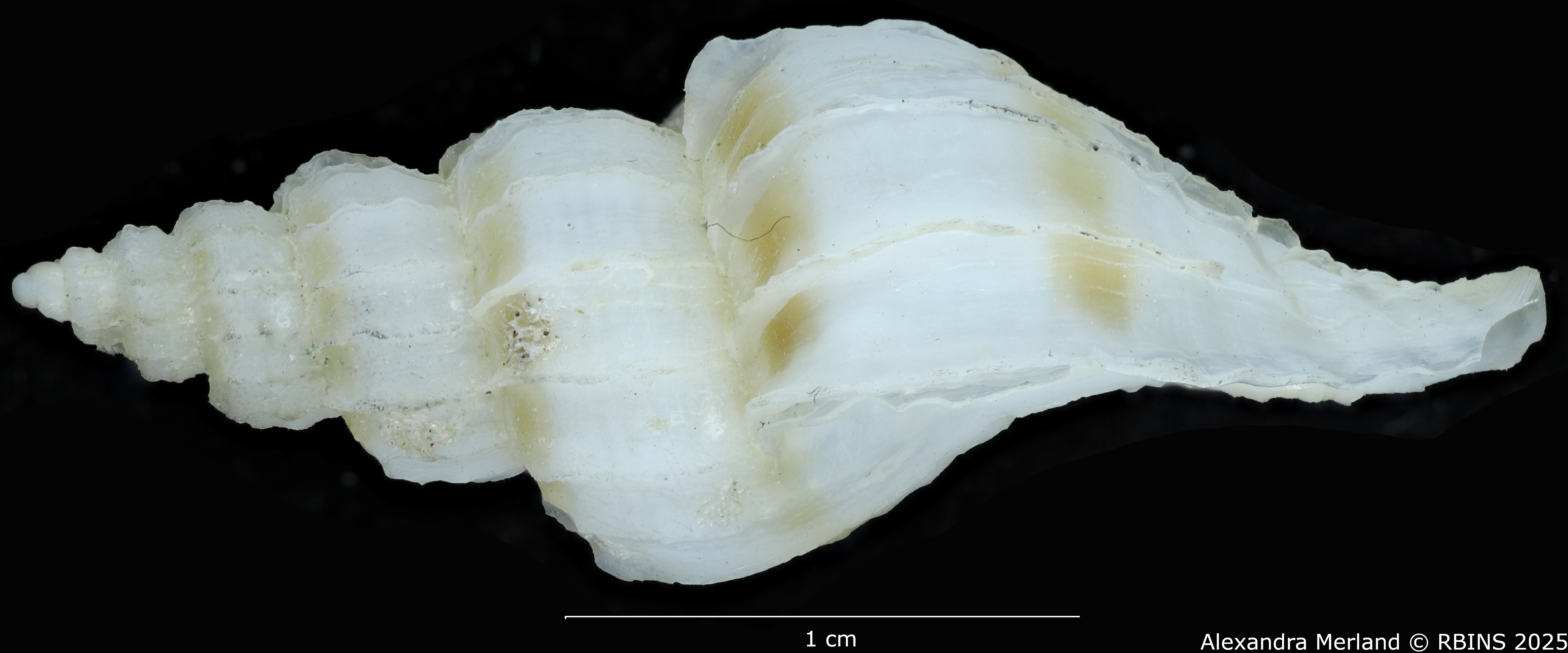 BE-RBINS-INV-MT-3985-Boreotrophon-pseudelegantulus-ht-L.jpg