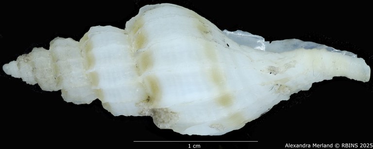 BE-RBINS-INV-MT-3985-Boreotrophon-pseudelegantulus-ht-L2.jpg BE-RBINS-INV-MT-3985-Boreotrophon-pseudelegantulus-ht-L2.jpg