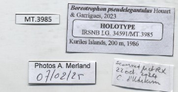 BE-RBINS-INV-MT-3985-Boreotrophon-pseudelegantulus-ht-label.jpg BE-RBINS-INV-MT-3985-Boreotrophon-pseudelegantulus-ht-label.jpg