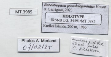 BE-RBINS-INV-MT-3985-Boreotrophon-pseudelegantulus-ht-label.jpg