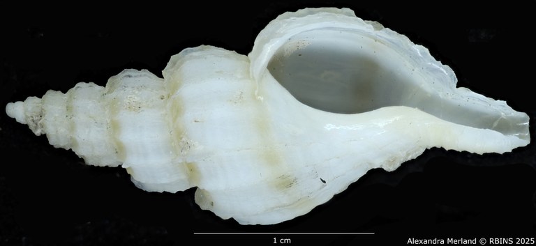 BE-RBINS-INV-MT-3985-Boreotrophon-pseudelegantulus-ht-V.jpg BE-RBINS-INV-MT-3985-Boreotrophon-pseudelegantulus-ht-V.jpg